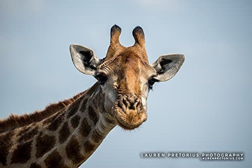 Giraffe Face - Wildlife Photograph