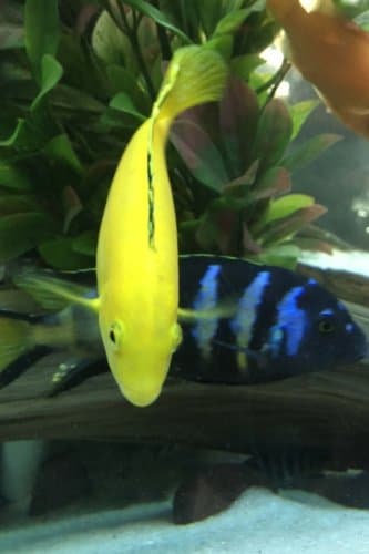 Yellow Labidochromis Caeruleus African Cichlid Aquarium Journal: Take Notes, Write Down Memories in this 150 Page Lined Journal