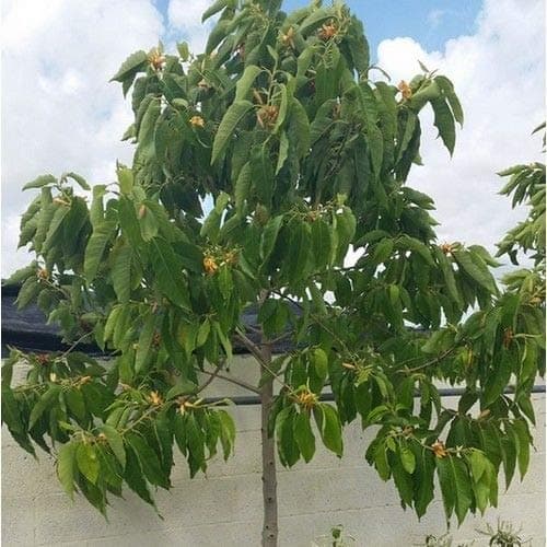 Magnolia Champaca Joy Perfume Tree Seeds #US01 (80)