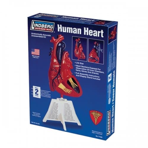 Lindberg Models 1:1 Scale "Human Heart" Model Kit