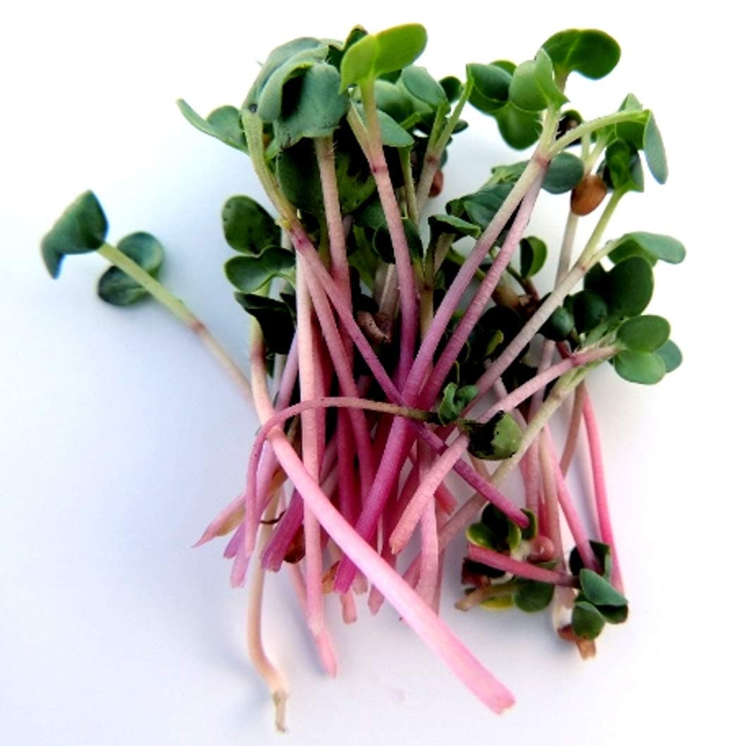 Radish Red Arrow Sprouting Seeds for Fast Easy Vegetable or Microgreens #288 (5K Seeds, or 2 oz)