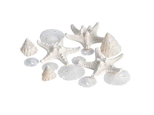 Miniature White Wedding Nautical Mix | 12 Pieces | Includes Small Real White Knobby Starfish, Sand Dollars, Mother of Pearl Trochus Shells All Under 1.5" Each
