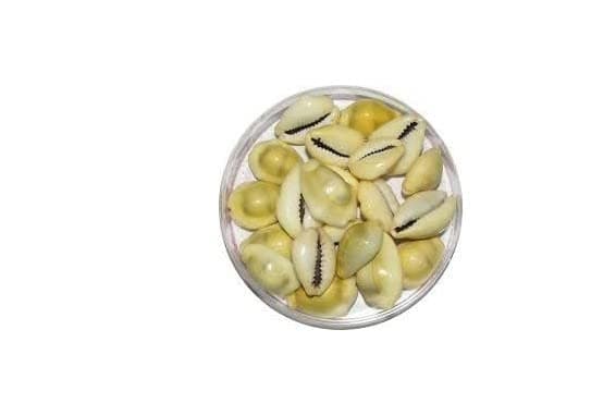 Generic Natural Sea Shell Kaudi Shells (White and Yellow) -21 Pieces