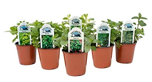 Dutch Country Classics Mint Live Herb Blend
