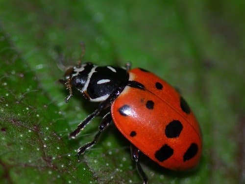 Best Live Ladybugs - Flora Hydroponics - Approximately 1550