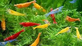 10 Live Shrimp Rainbow Sampler of 2 Fire Red, 2 Blue Dream, 2 Neon Yellow, 2 Sunkist Orange and 2 Black Panther
