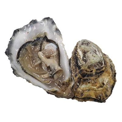 Maldon Oysters, Fresh, x 25