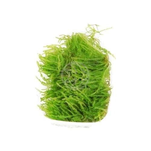 Tropica Vesicularia ferriei (Weeping Moss)