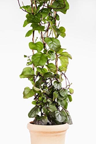 100 Red Stem Malabar Climbing Spinach Seeds - Basella rubra