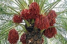 Mphmi Khajoor Phoenix dactylifera Premium Medjool Date Class 1 True Date Live Fruit Tree Plant