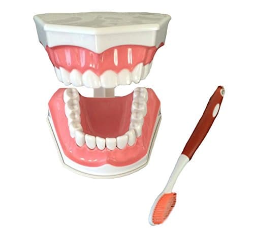 Dental Teeth Model and Toothbrush with Removable Lower Teeth High Quality Teaching Model