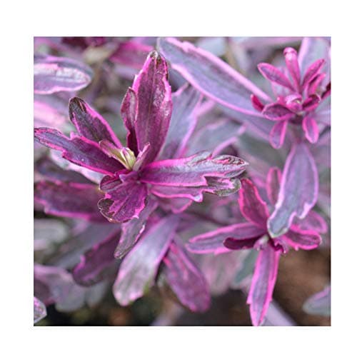 Hebe 'Frozen Flame' 13cm Pot Size