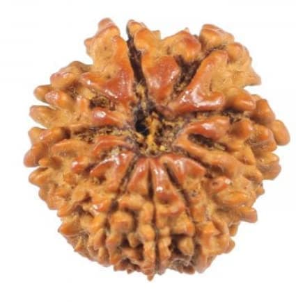 VDA GEMS (ग्यारह मुखी रुद्राक्ष) Pure & Real Quality 11 Mukhi Rudraksha Nepali Beads Certified by Reputed Lab for Men & Women