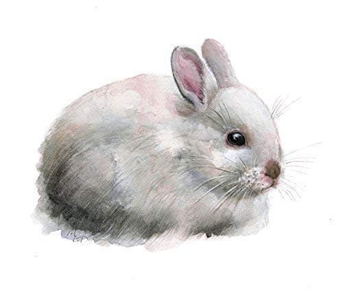 Bunny Rabbit Watercolor Print