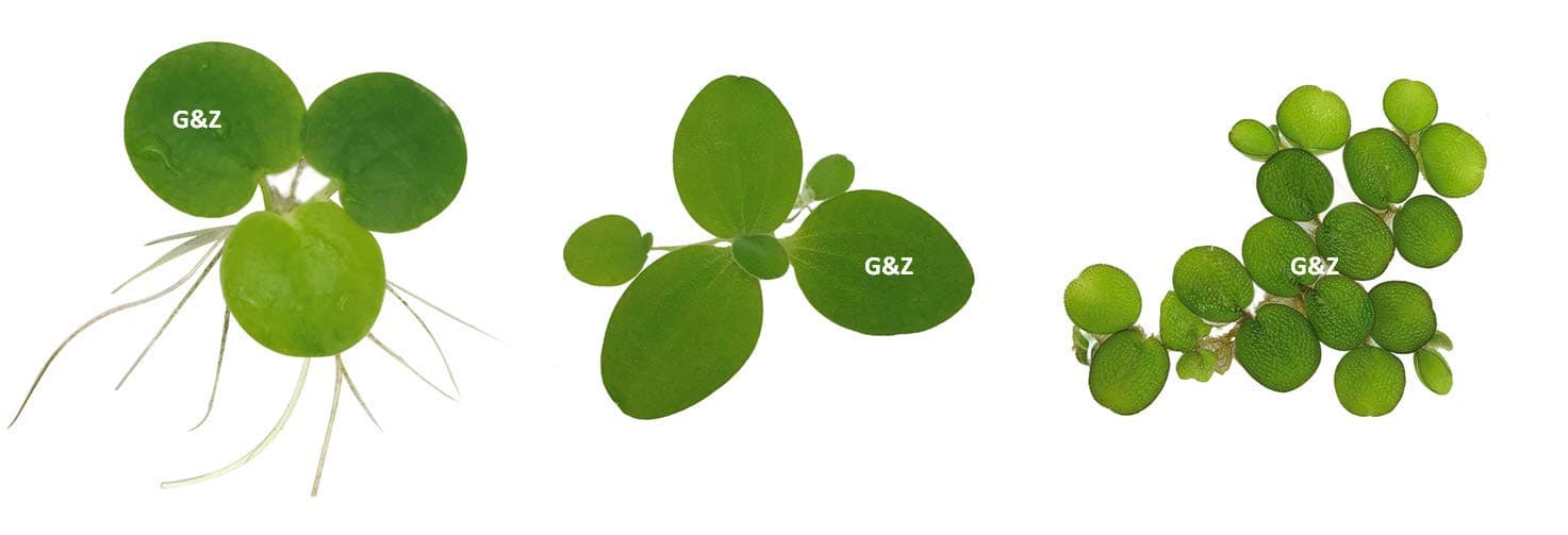 G’z Aquarium Floating Plants Package #1, 12 Amazon Frogbit, 12 Dwarf Water Lettuce, 12 Water Spangles