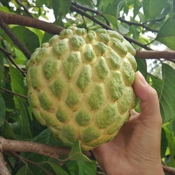 Custard Apple Plant (KJ243)
