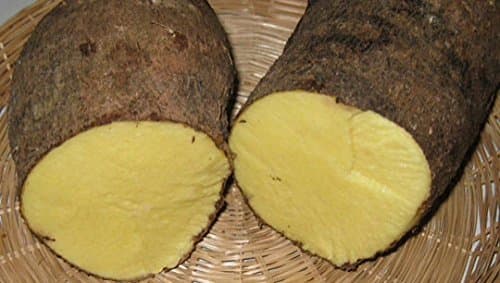 Jamaican Yellow Yam (1 Tuber)