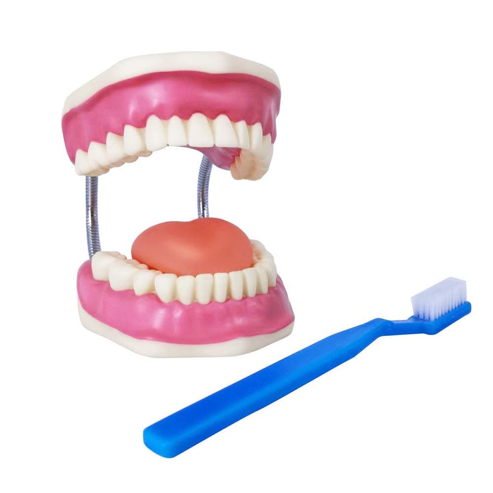 Large Dental Care Teeth Model