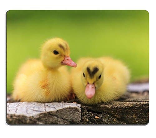 Jun xt Gaming Mousepad IMAGE ID: 29747177 African Grey Parrot