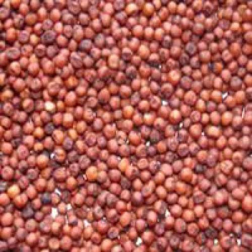 Hindu Guru GoyalRagi (250 GRAM)