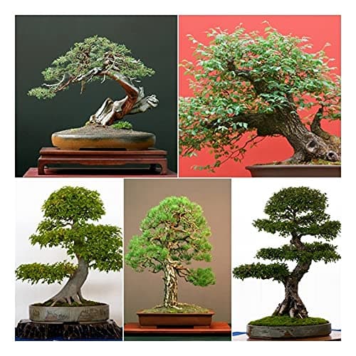 Bonsai Tree Seed Collection No 1. 5 Individual Packets with Growing Guides. Save 15% on Normal Prices.