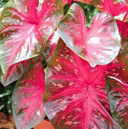 Caladium Red Flash No. 2 (10 pack)