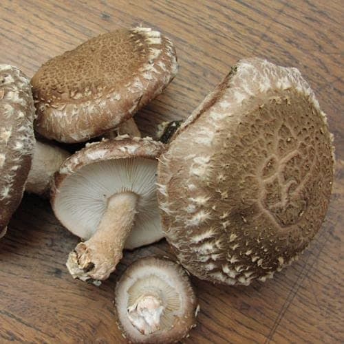 SmartMeMushroom - Shiitake - 30 plugs - High Germination