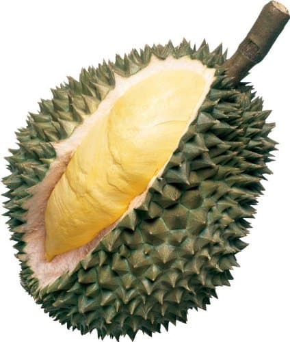 Durian Fruit OneGerminated Seed (Durio Kutejensis)