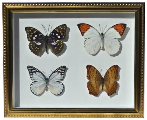4 Butterfly Shadowbox Display