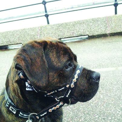 DOGMATIC HEADCOLLAR PADDED CUSHIONED WEBBING PCW - BLACK - SIZE 7