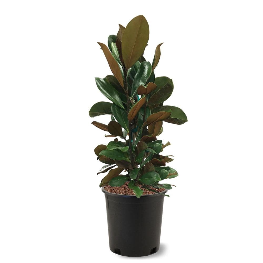 Generic D. D. Blanchard Southern Magnolia, Shade Tree, Fragrant Cup-Shaped Blossoms, Hardy, 3 gal, Nursery Pot (Due to agricultural laws, we cannot ship to CA, AZ, AK, or HI), White and Green