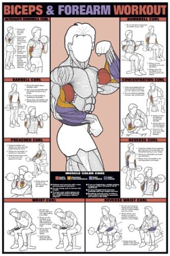 ALGRA Co-ed Biceps & Forearm Workout 24 X 36 Laminated Chart