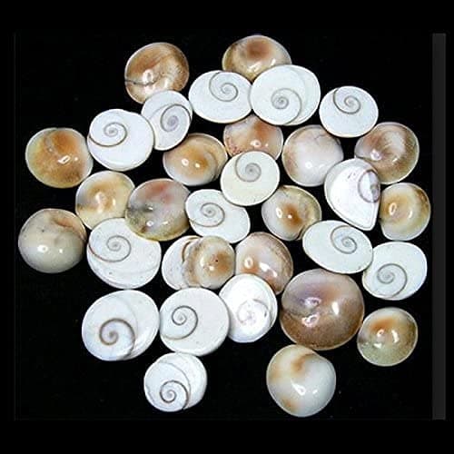 IS4A Gomti Chakra- 25 pcs