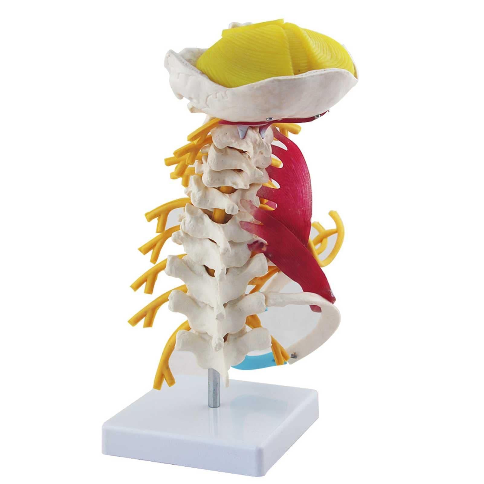 Skeleton Model for Cervical Spine Muscle Model with Nerves Human Cervical Spine Model Learning Props Cervical Spine Muscle and Nerve Anatomy Spine Bone Model (A)