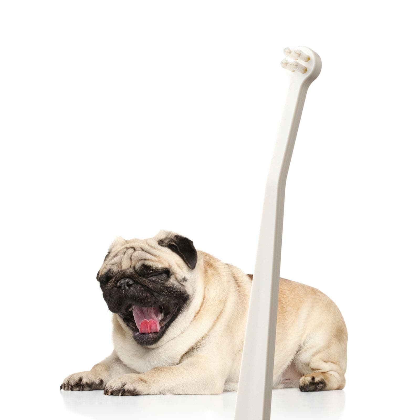 Dog Toothbrush with Micro Head, 15° Angled Handle for Ultra-Small Dogs, Pet Toothbrush for Back Teeth & Hard-to-Reach Areas, Made in Japan