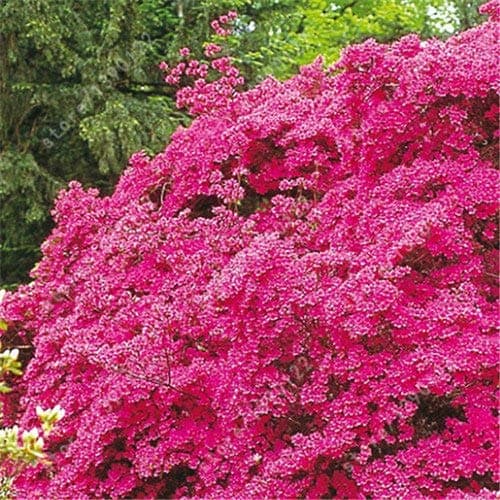 100 Satsuki Azalea Flower Seeds