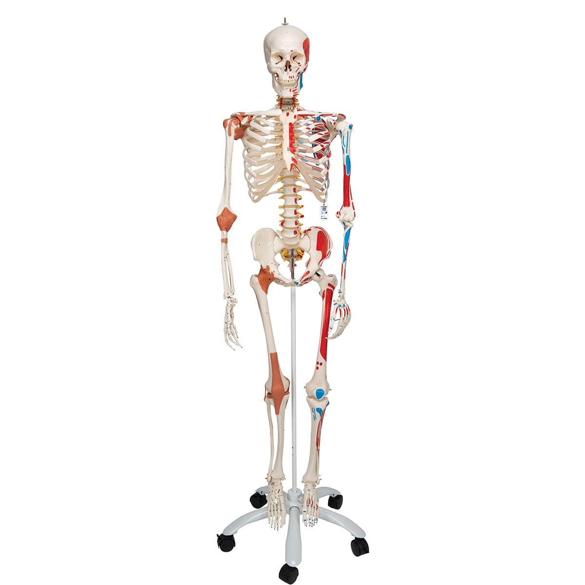 A13 Sam the Super Skeleton w/ pelvic roller stand - 3B Smart Anatomy
