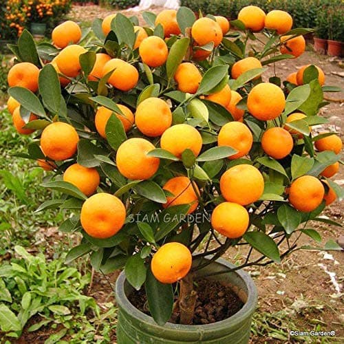 Sambriddhi Nursery Dwarf Tangerine Orange Live Fruit Tree