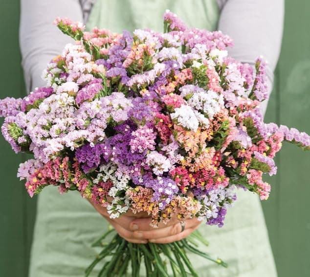 40 Statice Pastel Mix Seeds