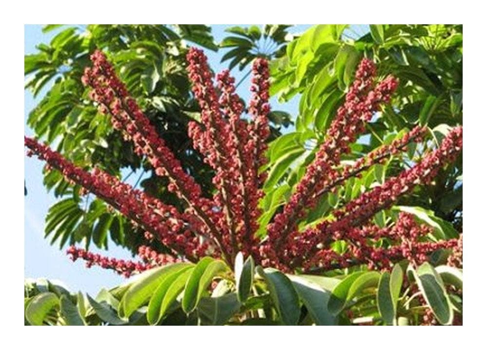 Schefflera actinophylla - Umbrella Tree - 20 Seeds