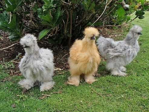 Silkie hatching eggs
