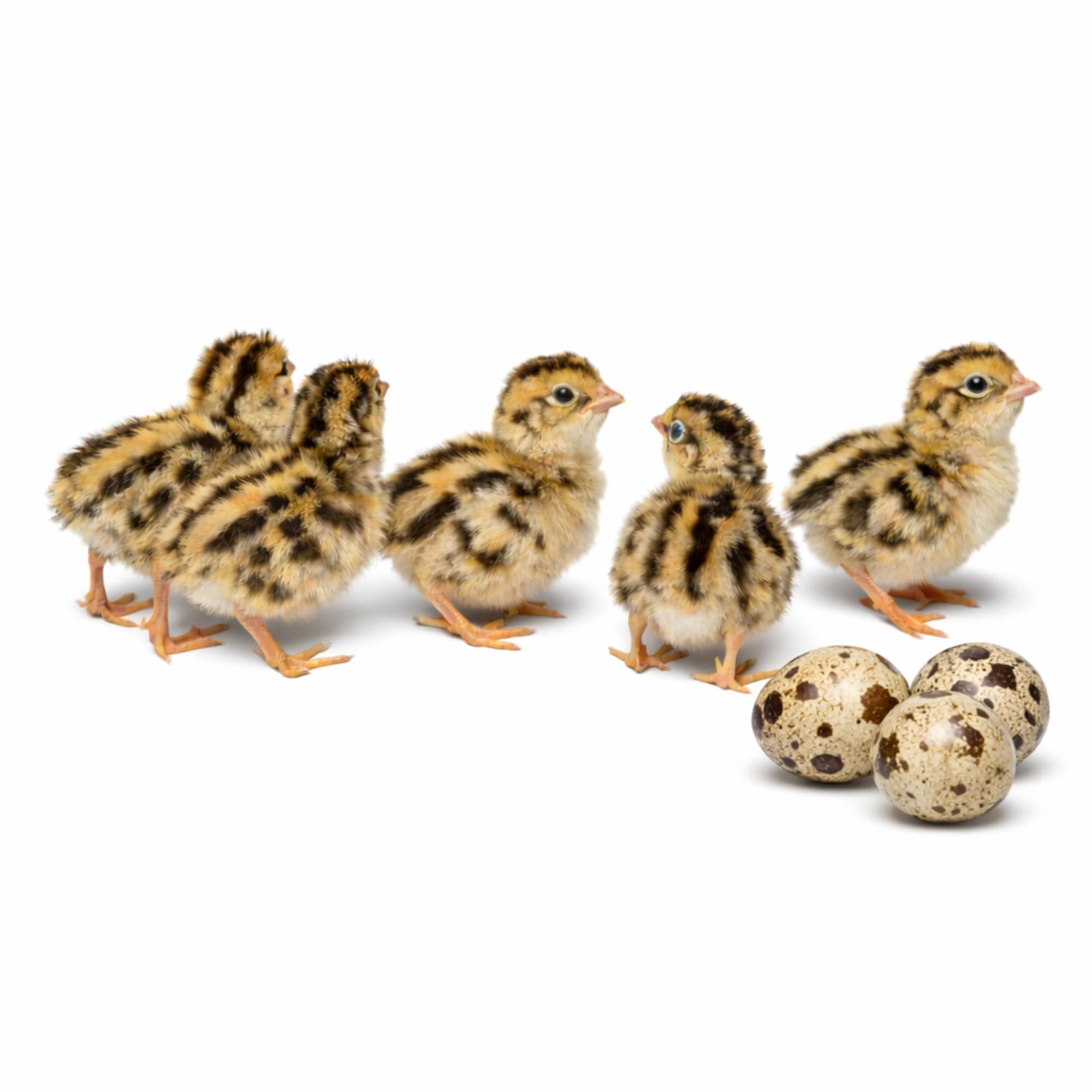 Coturnix Quail Fertile Hatching Eggs - 100ct + Extras