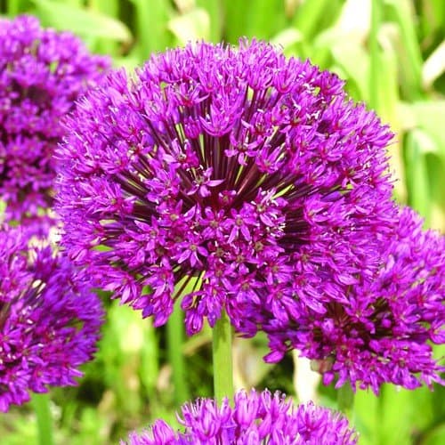 allium purple sensation bulbs x10