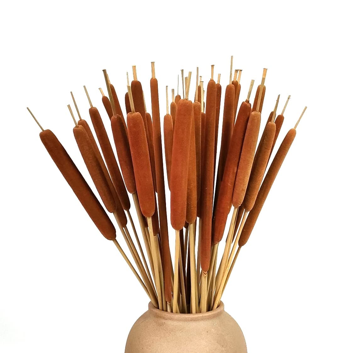 Natural Cattails Jumbo Dried Plants