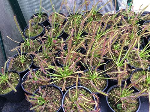 Cape Sundew (Drosera capensis) - 80+ Fresh Seeds