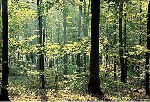 Quick MuralsEnchanted Forest High Definition Wall Mural HUGE 12ft 6in Wide x 9ft High Covers an Entire Wall!