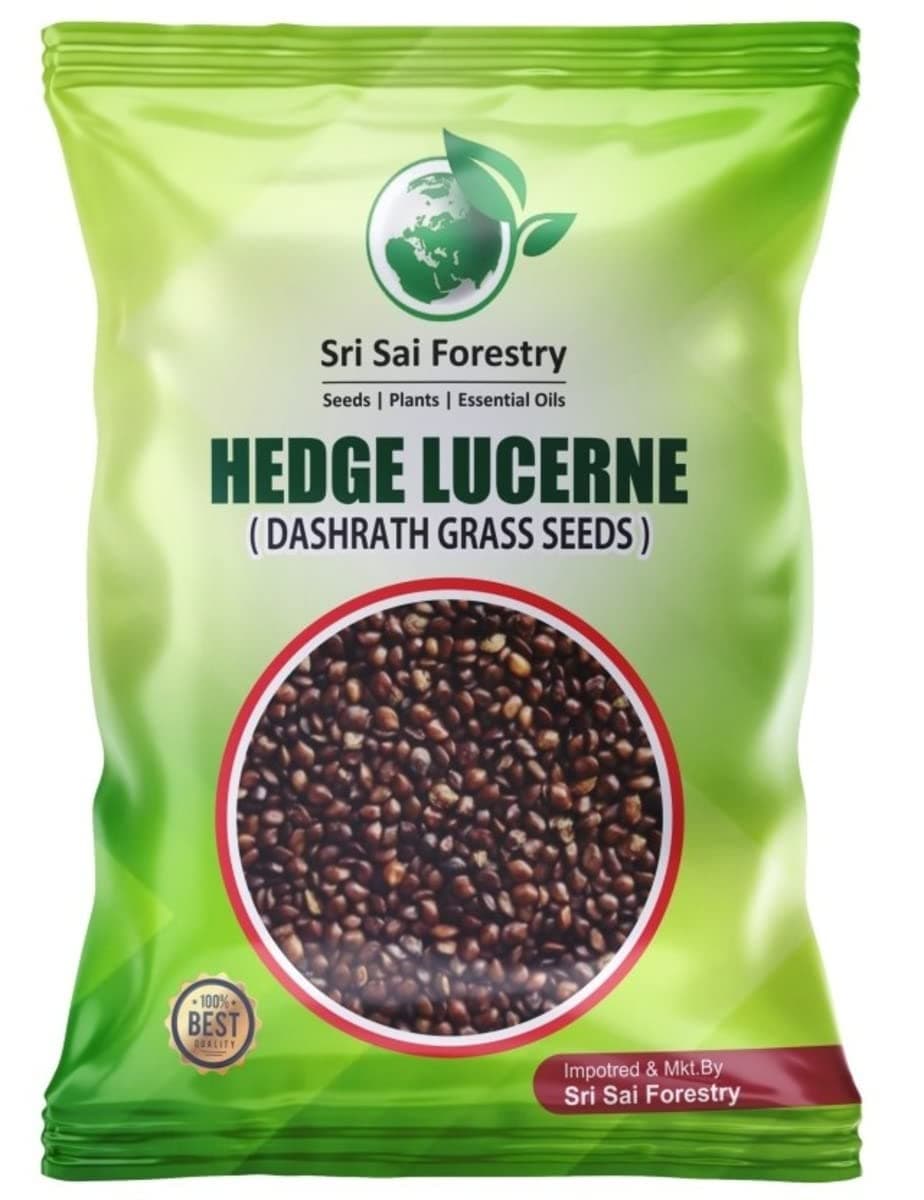 SRI SAI FORESTRY Dashrath Grass Seeds, Dasharath Ghas Seed, Hedge lucerne, Velimsal - 100G