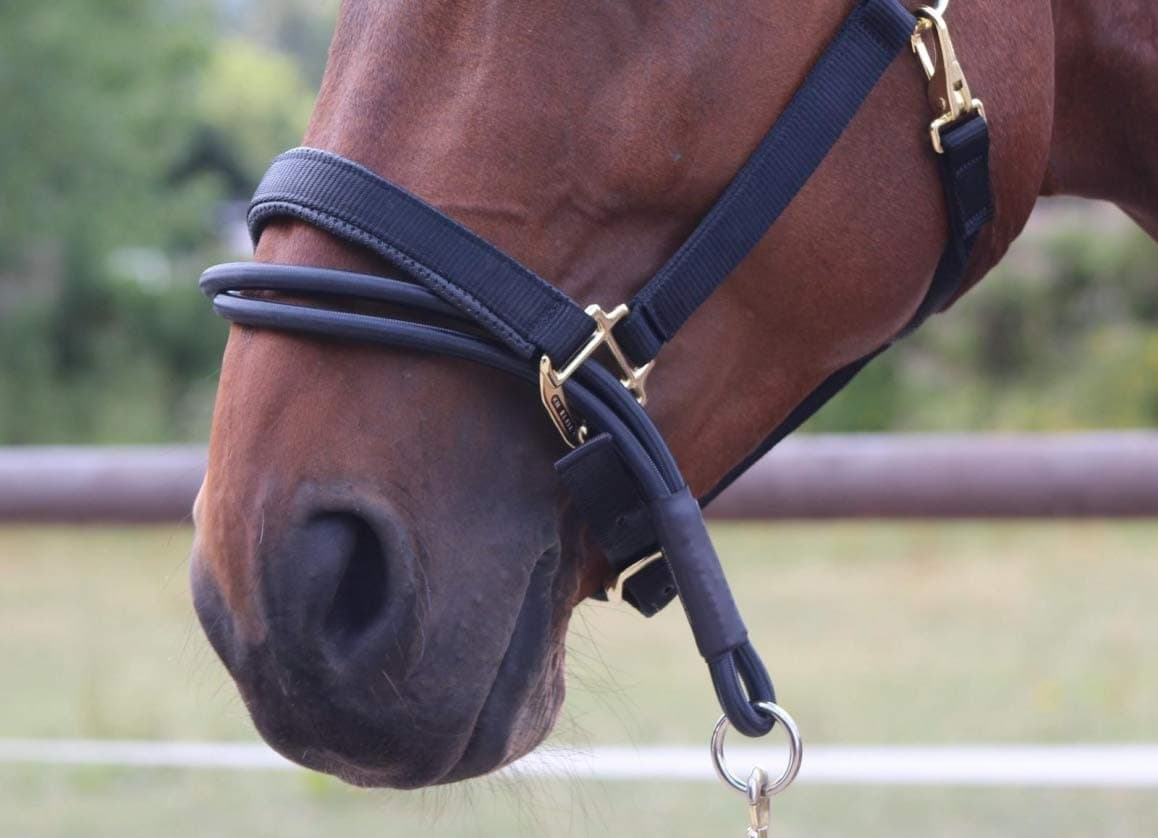 Ezyloader For Horses & Ponies - A Headcollar Adapter That Can Be Fitted To Any Head Collar To Make Loading Your Horse Easier - Designed Following Research & Endorsed By A Leading Vet