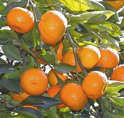 Live Orange Nagpur(Grafted) - Fruit Plants & Tree