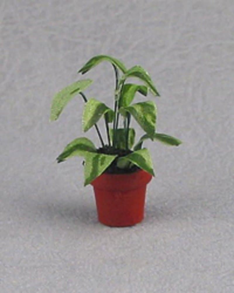 Dollhouse Miniature Plant, Commutatum